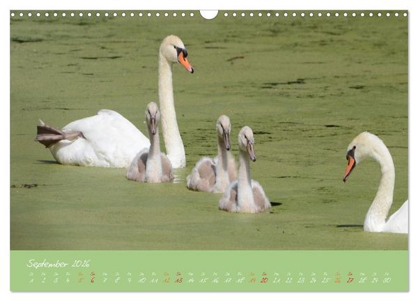 Produktbild: Schwanenfamilie, vom Ei bis zum Fliegen. (Wandkalender 2026 DIN A3 quer), CALVENDO Monatskalender