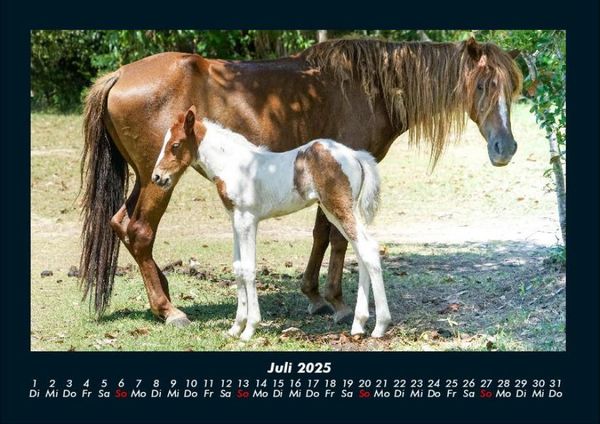 Produktbild: Pferde Kalender 2025 Fotokalender DIN A4