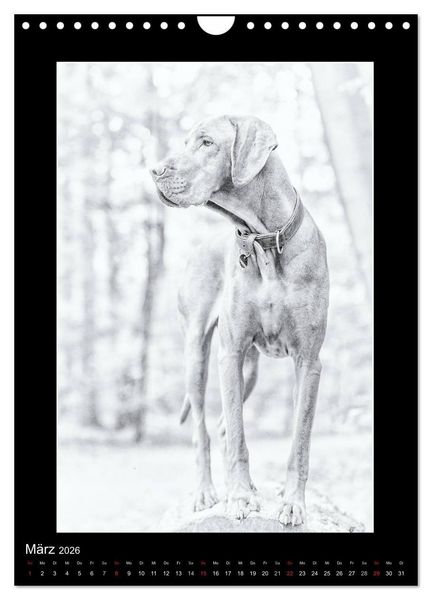 Produktbild: Vizsla-Liebe (Wandkalender 2026 DIN A4 hoch), CALVENDO Monatskalender