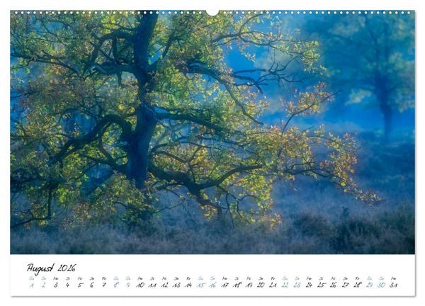 Produktbild: In der Welt der B&auml;ume (hochwertiger Premium Wandkalender 2026 DIN A2 quer), Kunstdruck in Hochglanz