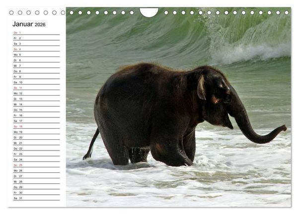 Produktbild: Elefanten - Wasserspa&szlig; am Strand (Wandkalender 2026 DIN A4 quer), CALVENDO Monatskalender