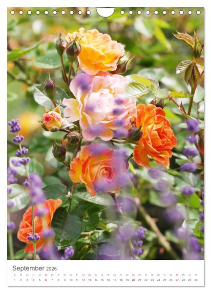 Produktbild: Gl&uuml;cklich mit Rosen (Wandkalender 2026 DIN A4 hoch), CALVENDO Monatskalender