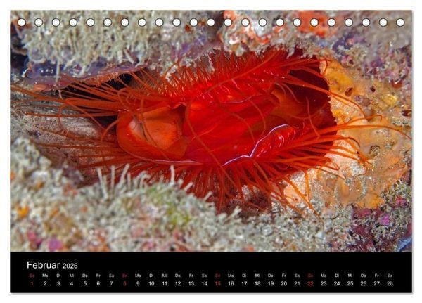 Produktbild: Faszinierendes Leben unter Wasser (Tischkalender 2026 DIN A5 quer), CALVENDO Monatskalender