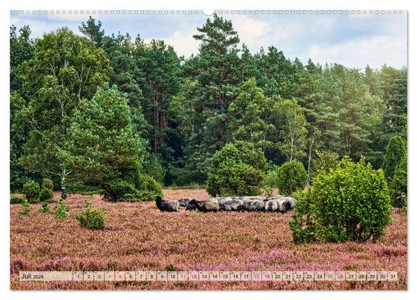 Produktbild: L&uuml;neburger S&uuml;dheide (hochwertiger Premium Wandkalender 2026 DIN A2 quer), Kunstdruck in Hochglanz