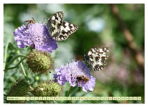 Produktbild: LA MAGIE DES PAPILLONS (Calendrier mural 2026 DIN A3 vertical), CALVENDO calendrier mensuel