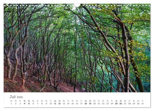 Produktbild: Wald - bezaubernde W&auml;lder (Wandkalender 2026 DIN A3 quer), CALVENDO Monatskalender
