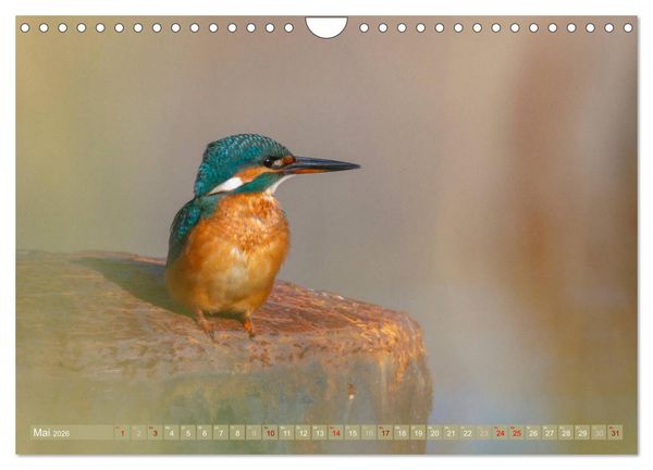 Produktbild: Wilder Dar&szlig; - Fuchs, Hirsch und Co. 2026 (Wandkalender 2026 DIN A4 quer), CALVENDO Monatskalender