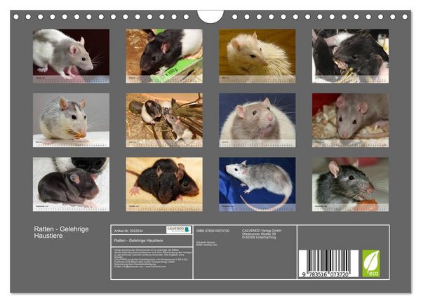 Produktbild: Ratten - Gelehrige Haustiere (Wandkalender 2026 DIN A4 quer), CALVENDO Monatskalender