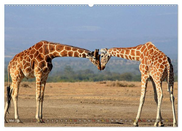 Produktbild: Giraffen - Sanftheit und Anmut (hochwertiger Premium Wandkalender 2026 DIN A2 quer), Kunstdruck in Hochglanz