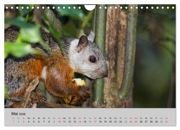 Produktbild: Costa Rica (Wandkalender 2026 DIN A4 quer), CALVENDO Monatskalender