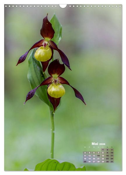 Produktbild: Orchideen in freier Wildbahn (Wandkalender 2026 DIN A3 hoch), CALVENDO Monatskalender