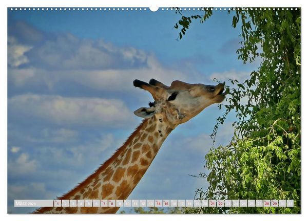 Produktbild: Namibia &ndash; Die Tierwelt vom Caprivi bis Etosha (Wandkalender 2026 DIN A2 quer), CALVENDO Monatskalender