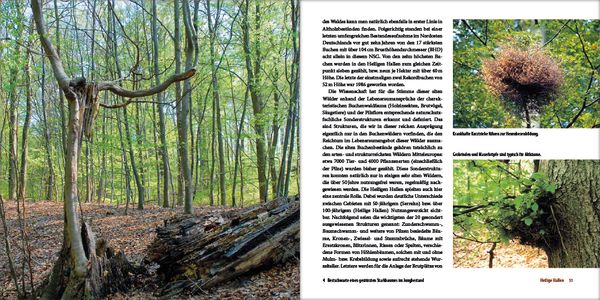 Produktbild: Mecklenburgs alte Buchenw&auml;lder