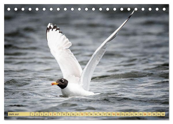 Produktbild: Donaudelta - Europas gro&szlig;es Vogelparadies (Tischkalender 2027 DIN A5 quer), CALVENDO Monatskalender