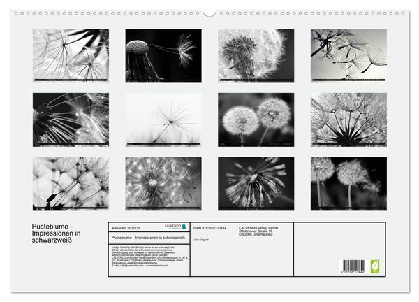 Produktbild: Pusteblume - Impressionen in schwarzwei&szlig; (Wandkalender 2026 DIN A2 quer), CALVENDO Monatskalender