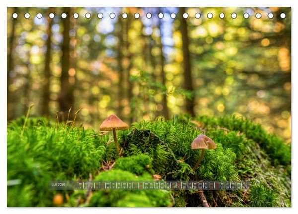 Produktbild: Vielfalt am Waldboden (Tischkalender 2026 DIN A5 quer), CALVENDO Monatskalender