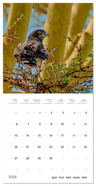 Produktbild: Eagles in Africa (Wall Calendar 2026 12 &times; 12 Inch) CALVENDO 12 Month Wall Calendar