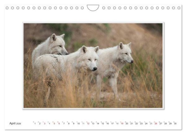 Produktbild: Emotionale Momente: Polarw&ouml;lfe. / CH-Version (Wandkalender 2026 DIN A4 quer), CALVENDO Monatskalender
