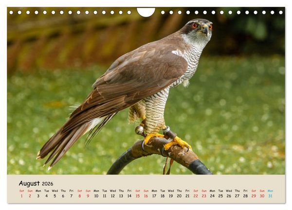 Produktbild: British Birds of Prey (Wall Calendar 2026 DIN A4 landscape), CALVENDO 12 Month Wall Calendar
