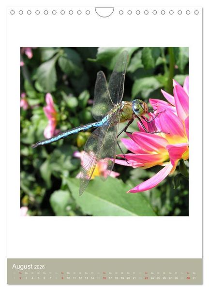 Produktbild: Artenvielfalt der Insekten (Wandkalender 2026 DIN A4 hoch), CALVENDO Monatskalender