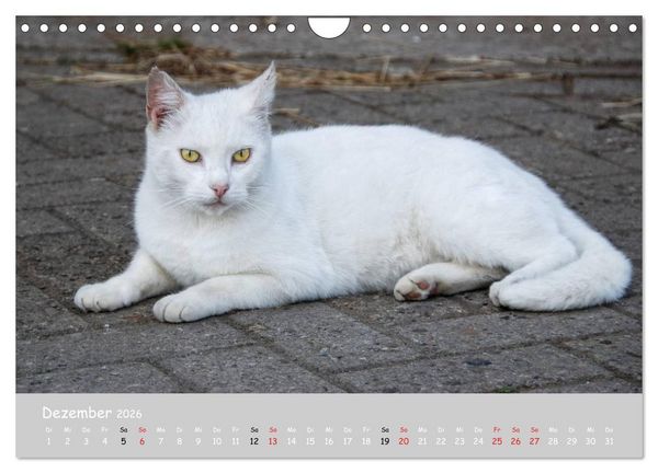 Produktbild: Katzen des S&uuml;dens (Wandkalender 2026 DIN A4 quer), CALVENDO Monatskalender
