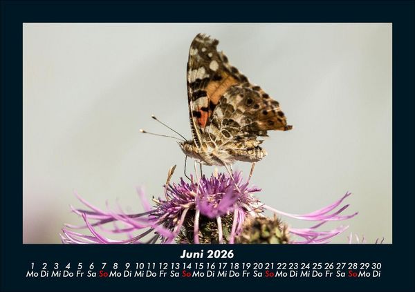 Produktbild: Bunte Pracht der Schmetterlinge 2026 Fotokalender DIN A5
