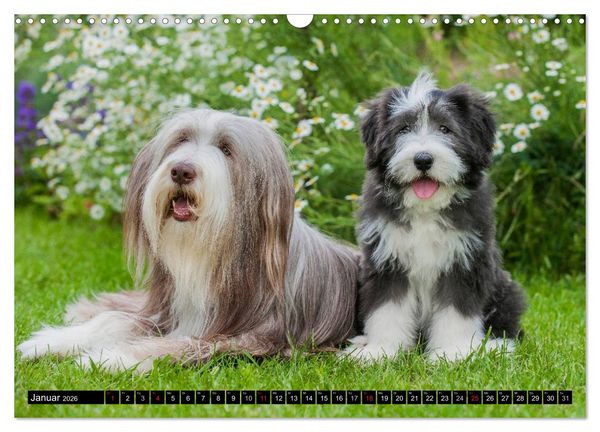 Produktbild: Liebenswerter Clown Bearded Collie (Wandkalender 2026 DIN A3 quer), CALVENDO Monatskalender