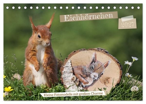 Produktbild: Eichh&ouml;rnchen - Kleine Fotomodelle mit gro&szlig;em Charme (Tischkalender 2027 DIN A5 quer), CALVENDO Monatskalender