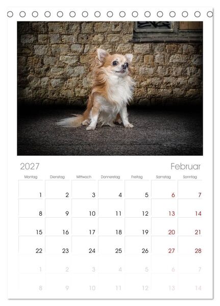 Produktbild: Tischplaner 2027 - Chihuahuas - Cool and Cute (A5 Tischkalender zum Aufstellen) CALVENDO