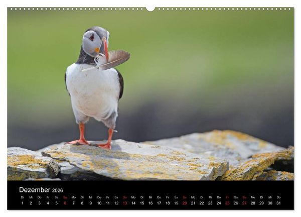 Produktbild: Papageientaucher 2026 (hochwertiger Premium Wandkalender 2026 DIN A2 quer), Kunstdruck in Hochglanz