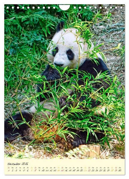 Produktbild: Riesenpanda (Wandkalender 2026 DIN A4 hoch), CALVENDO Monatskalender