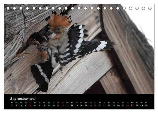 Produktbild: Naturjuwelen - Neusiedler See (Tischkalender 2027 DIN A5 quer), CALVENDO Monatskalender