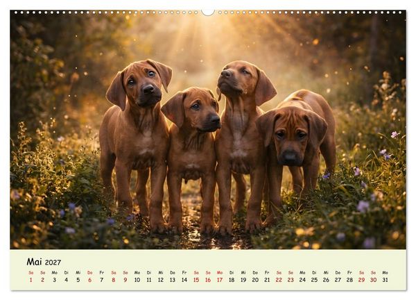 Produktbild: Rhodesian Ridgeback - Welpenzauber (Wandkalender 2027 DIN A2 quer), CALVENDO Monatskalender