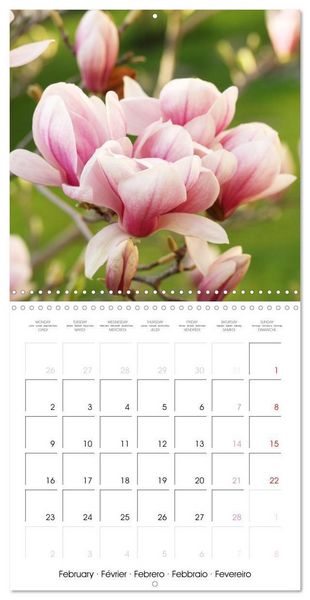 Produktbild: Kruse, G: Floraison des magnolias (Calendrier mural carr&eacute; 20