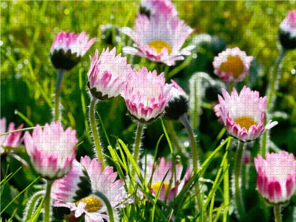 Produktbild: CALVENDO Puzzle G&auml;nsebl&uuml;mchen 1000 Teile Lege-Gr&ouml;&szlig;e 64 x 48 cm Foto-Puzzle Bild von Gisela Kruse