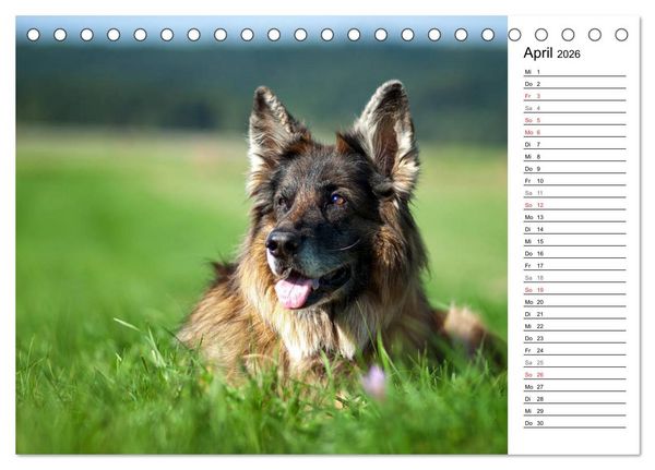 Produktbild: Zauberhafte Langhaar Sch&auml;ferhunde (Tischkalender 2026 DIN A5 quer), CALVENDO Monatskalender