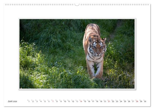 Produktbild: Emotionale Momente: Tiger - Kraft & Sch&ouml;nheit. / CH-Version (Wandkalender 2026 DIN A2 quer), CALVENDO Monatskalender