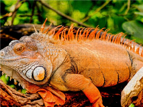 Produktbild: CALVENDO Puzzle Leguan 1000 Teile Lege-Gr&ouml;&szlig;e 64 x 48 cm Foto-Puzzle Bild von Conny Krakowski