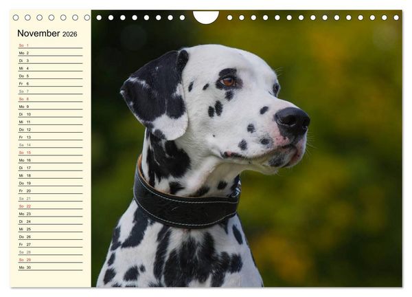 Produktbild: Auf den Punkt - Dalmatiner (Wandkalender 2026 DIN A4 quer), CALVENDO Monatskalender