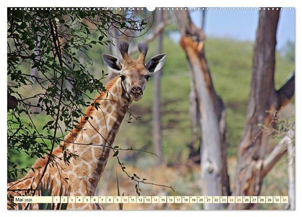 Produktbild: Wildes Leben in Botswana (hochwertiger Premium Wandkalender 2026 DIN A2 quer), Kunstdruck in Hochglanz