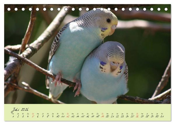 Produktbild: Wellensittiche - Gefiederte Freunde (Tischkalender 2026 DIN A5 quer), CALVENDO Monatskalender