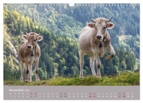 Produktbild: Allg&auml;uer Rindvieh 2027 (Wandkalender 2027 DIN A3 quer), CALVENDO Monatskalender