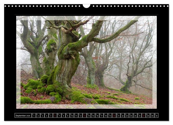 Produktbild: Zauberwald HALLOH (Wandkalender 2026 DIN A3 quer), CALVENDO Monatskalender