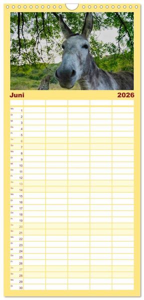 Produktbild: Familienplaner 2026 - Liebenswerte Esel mit 5 Spalten (Wandkalender, 21 x 45 cm) CALVENDO