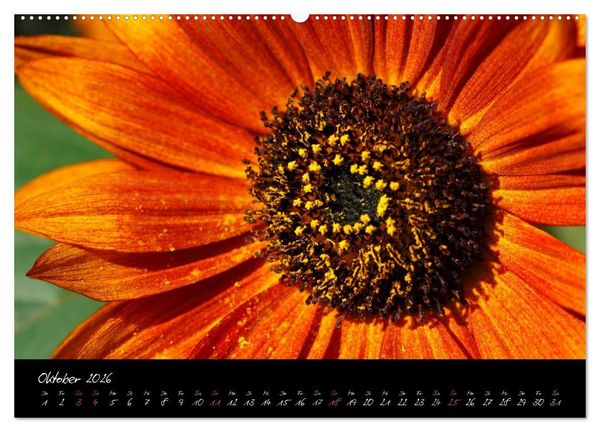 Produktbild: Serenade - Visuelle Musik der Blumen (Wandkalender 2026 DIN A2 quer), CALVENDO Monatskalender
