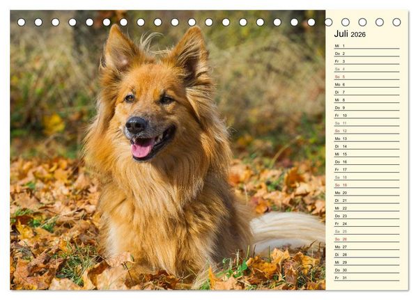 Produktbild: Altdeutsche H&uuml;tehunde - Fast vergessen (Tischkalender 2026 DIN A5 quer), CALVENDO Monatskalender