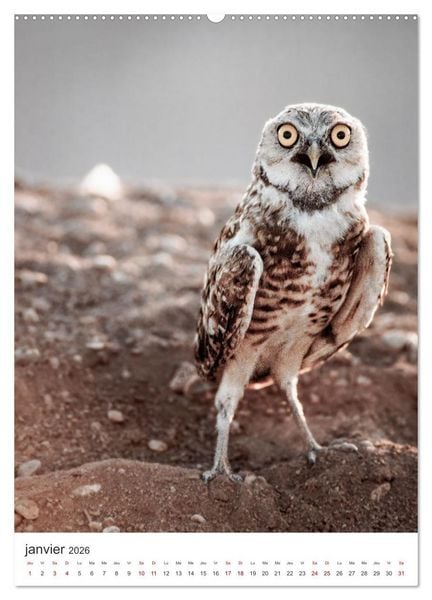 Produktbild: Une chouette de vie, les oiseaux (Calendrier mural 2026 DIN A2 horizontal), CALVENDO calendrier mensuel