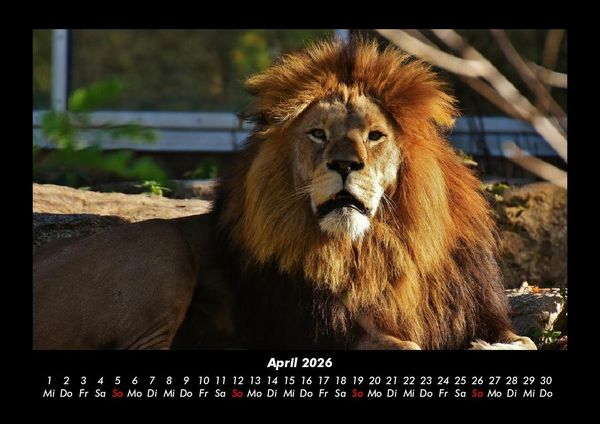 Produktbild: Tierkalender 2026 Fotokalender DIN A3
