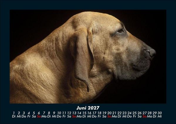 Produktbild: Tierkalender 2027 Fotokalender DIN A5