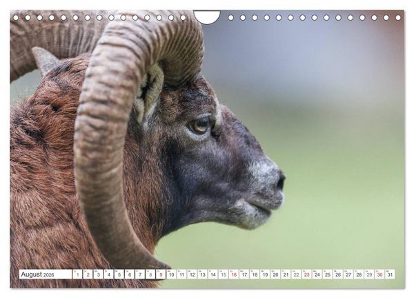 Produktbild: Emotionale Momente: Muffelwild. (Wandkalender 2026 DIN A4 quer), CALVENDO Monatskalender